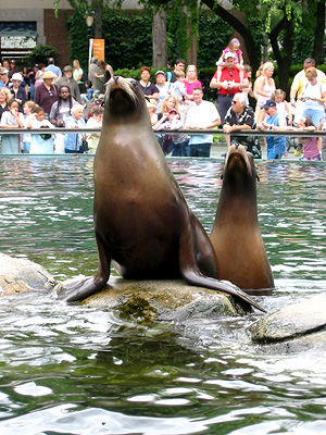The Central Park Zoo#39;s sea central park zoo new york. The Central Park Zoo#39;s sea